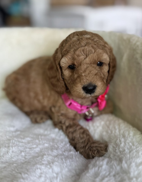 Skye
